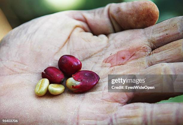 Fresh harvested coffee beans in a farmer's hand in a tropical aroma spice garden in Kumily on January 06, 2010 in Kumily near Trivandrum, Kerala,...