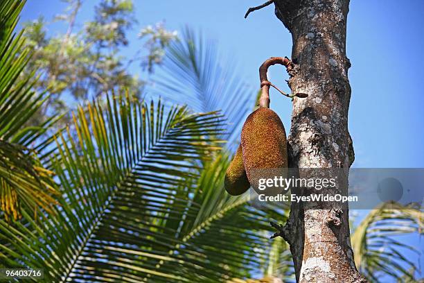 Jackfruit tree with big jackfruits growing in a tropical aroma spice garden in Kumily on January 06, 2010 in Kumily near Trivandrum, Kerala, South...