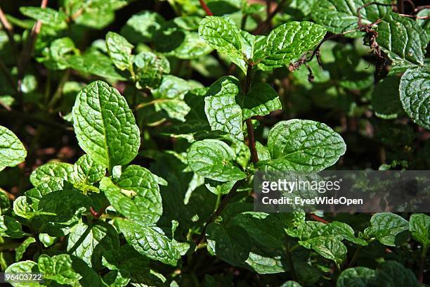 Plant and leaves of fresh spearmint are growing in a tropical aroma spice garden in Kumily on January 06, 2010 in Kumily near Trivandrum, Kerala,...