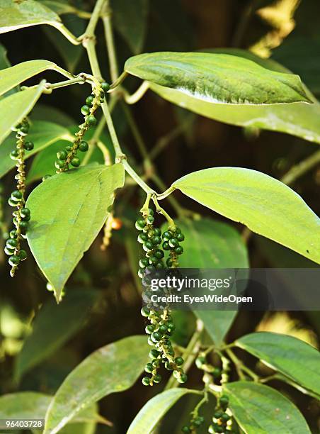 Spice plant green pepper with ripe peppercorns in Kumily on January 06, 2010 in Kumily near Trivandrum, Kerala, South India.