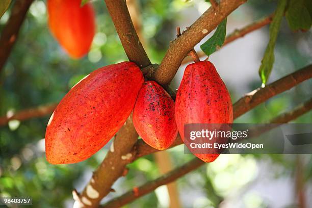 Fruits of cacao hanging on a cacao tree in a tropical spice garden in Kumily on January 06, 2010 in Kumily near Trivandrum, Kerala, South India.