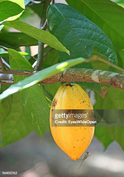 The yellow fruit of cacao hanging on a cacao tree in a tropical spice garden in Kumily on January 06, 2010 in Kumily near Trivandrum, Kerala, South...