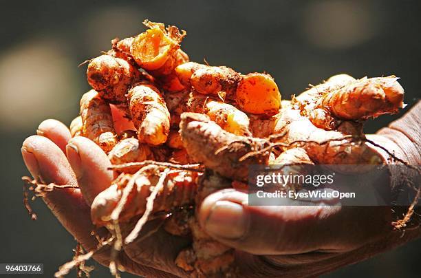 Roots of fresh tumeric in a tropical spice garden in Kumily on January 06, 2010 in Kumily near Trivandrum, Kerala, South India.