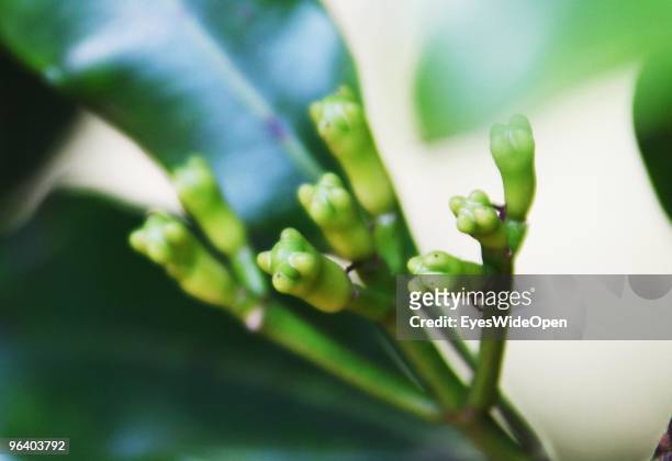 Fruits of green cloves growing on a clove tree in a tropical aroma spice garden in Kumily on January 06, 2010 in Kumily near Trivandrum, Kerala,...