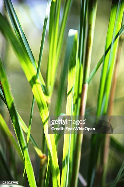 Fresh leaves of lemongrass in a tropical aroma spice garden in Kumily on January 06, 2010 in Kumily near Trivandrum, Kerala, South India.