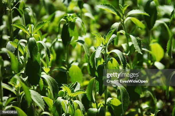 Leaves of a stevia plant a natural healthy sweetener in a tropical aroma spice garden in Kumily on January 06, 2010 in Kumily near Trivandrum,...