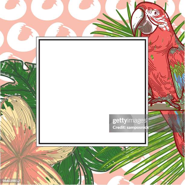 tropical frame with copyspace - parrot stock illustrations