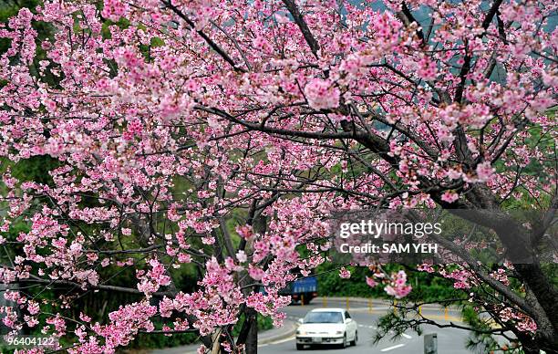 Car is drives past a blossoming cherry tree in Taipei on February 4, 2010. Cherry blossoms in Taiwan have begun to bloom earlier than the normal...