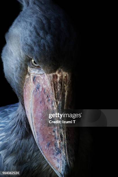 shoebill - shoebilled stork ストックフォトと画像