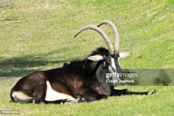 the sable antelope - sable antelope stock pictures, royalty-free photos & images