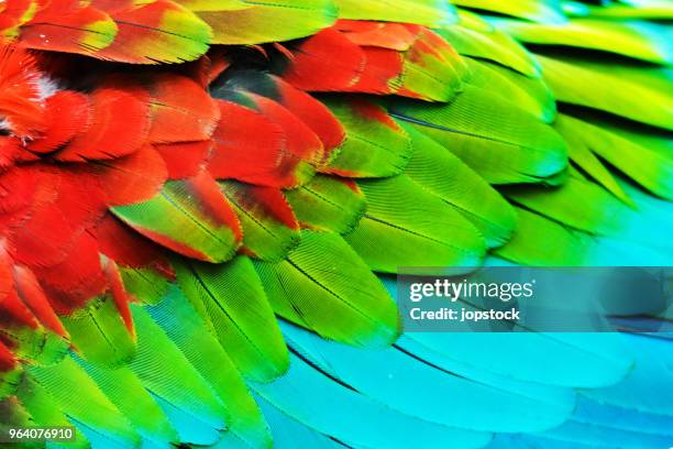 colorful feathers of a scarlet macaw - feather texture stock pictures, royalty-free photos & images