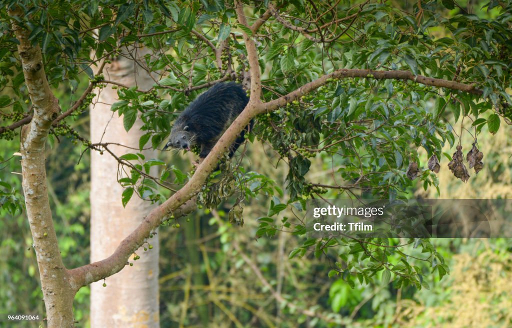 Binturong, Bearcat