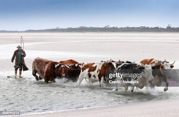 Brian Fish during the Wagyu cattle muster on Robbins Island, Tasmania.