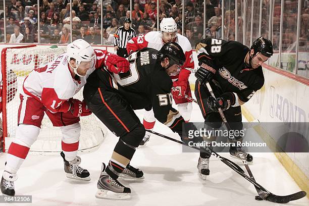 Kyle Chipchura and Troy Bodie of the Anaheim Ducks control the puck against Daniel Cleary of the Detroit Red Wings during the game on February 3,...