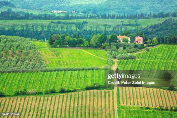 vineyards and olive tree plantations in tuscany (surroundings of san gimignano) - italian cypress fotografías e imágenes de stock