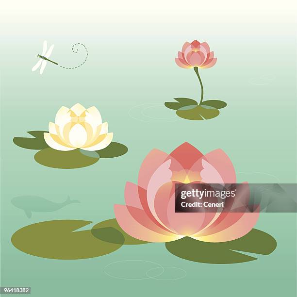 stockillustraties, clipart, cartoons en iconen met pink and white lotus pond in the summer - waterlelie
