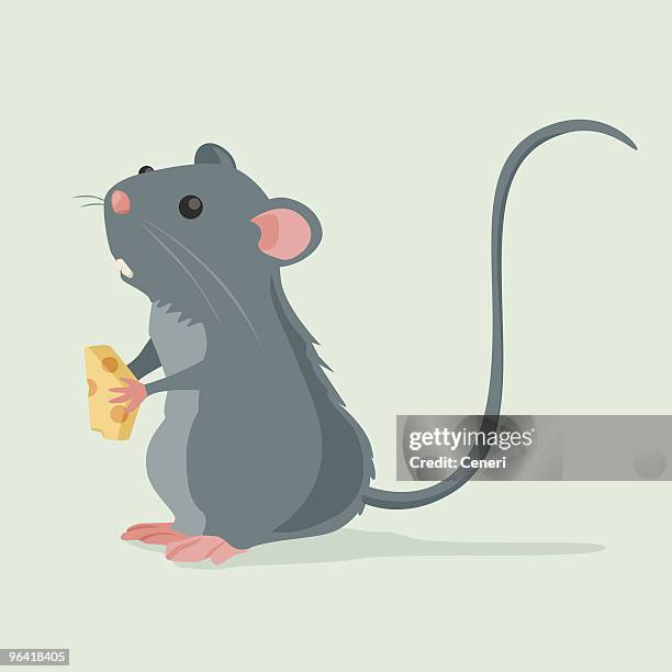 ilustraciones, imágenes clip art, dibujos animados e iconos de stock de linda rata sosteniendo un poco de queso - rat