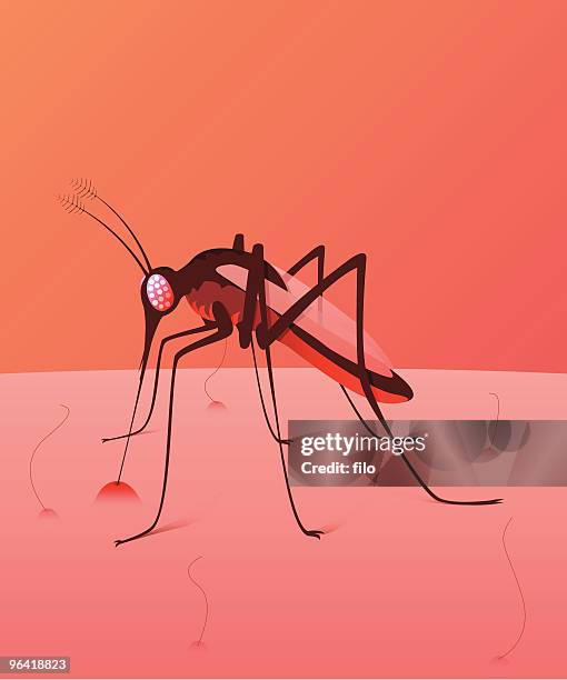 mosquito [vector] - bloodsucking stock illustrations