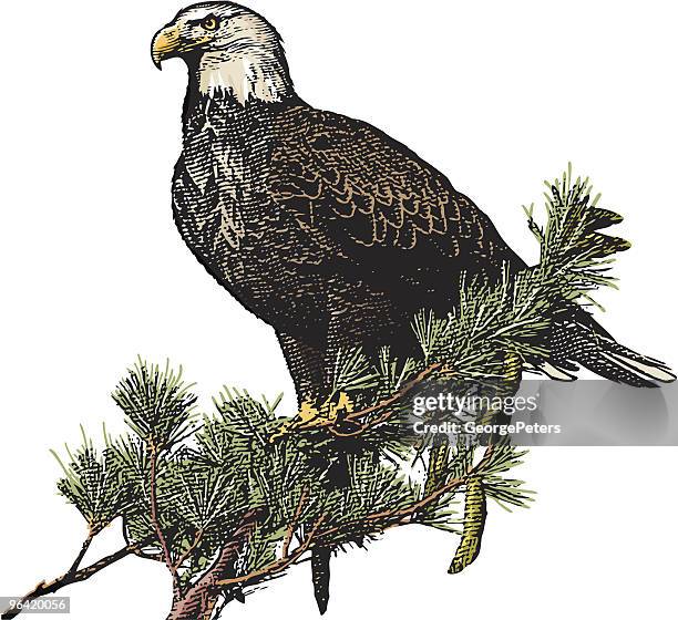 engraving of bald eagle - perching 幅插畫檔、美工圖案、卡通及圖標