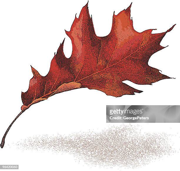 stockillustraties, clipart, cartoons en iconen met autumn leaf - eikenblad