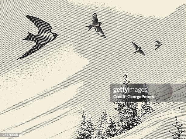 illustrations, cliparts, dessins animés et icônes de hirondelles et des pins - objet gravé