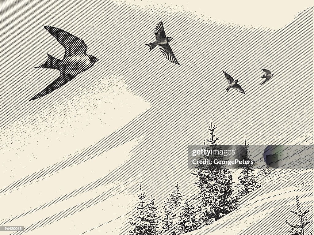 Swallows and Pine Trees