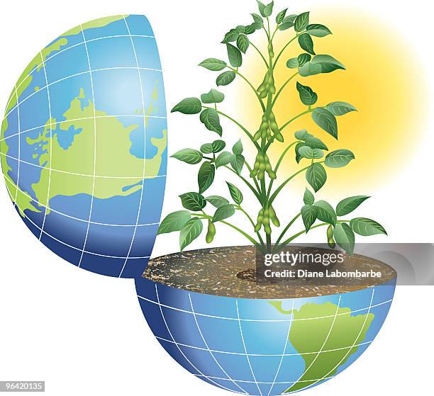 feed the world - soya bean white background stock illustrations