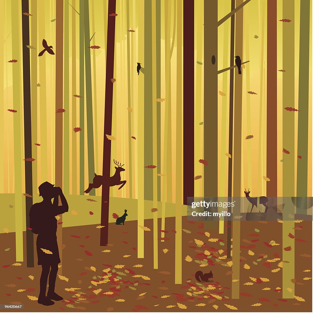 AUTUMN FOREST