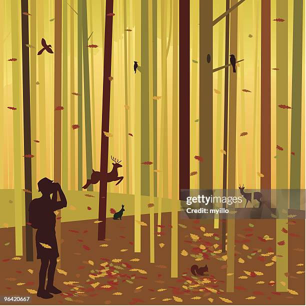 autumn forest - wilderness area stock illustrations