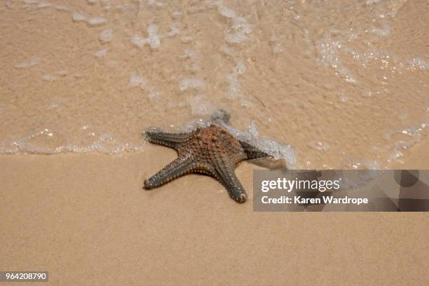 starfish on the beach - moreton island stock pictures, royalty-free photos & images
