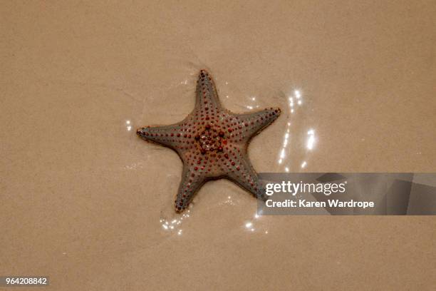 starfish on the beach - moreton island stock pictures, royalty-free photos & images