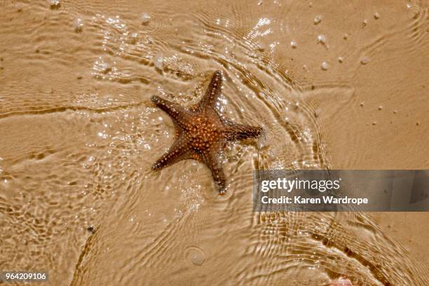 starfish on the beach - moreton island stockfoto's en -beelden