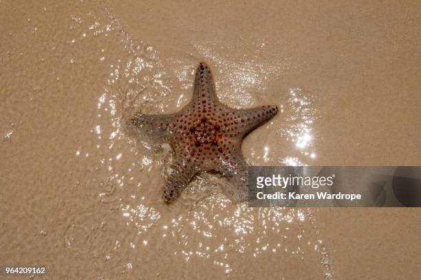 starfish on the beach - moreton island stockfoto's en -beelden