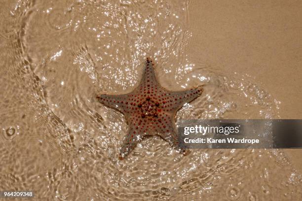 starfish on the beach - moreton island stockfoto's en -beelden