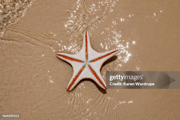 starfish on the beach - moreton island stock pictures, royalty-free photos & images