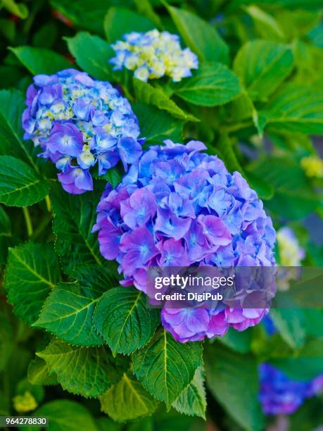 hydrangea - stadtbezirk naka yokohama stock-fotos und bilder
