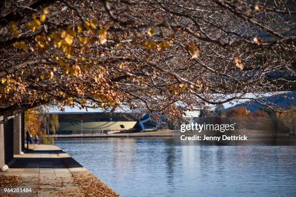 autumn day, lake burley griffin, canberra. - canberra museum stock pictures, royalty-free photos & images