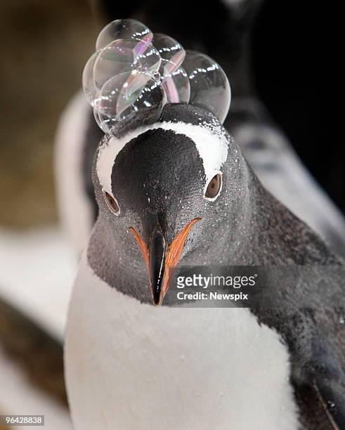 Gentoo and King Penguins at Melbourne Aquarium play with scented bubbles as part of an environmental enrichment program.