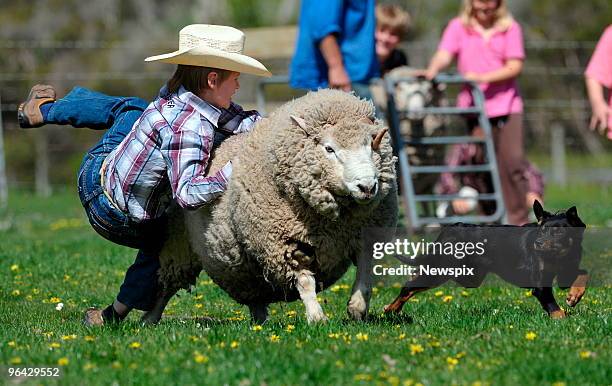 Year-old Jacob Macphail rounds up a ram with the help of 'Pinky' the 5-month-old Kelpie at the farm of Paul Macphail in Welshpool, Victoria, during...