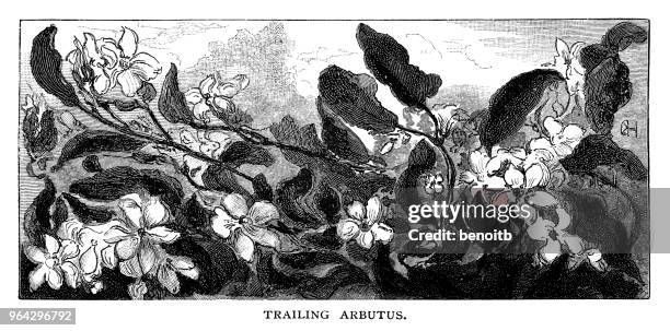 stockillustraties, clipart, cartoons en iconen met trailing arbutus - meidoorn