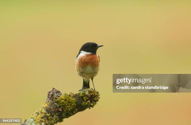 a stunning male stonechat (saxicola torquata) perching on a branch covered on lichen and moss. - portrait lachen stock pictures, royalty-free photos & images