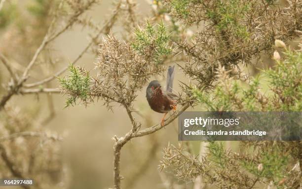 a beautiful dartford warbler (sylvia undata) perching on a heather bush . - luì foto e immagini stock