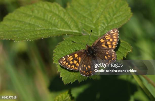 a stunning duke of burgundy butterfly (hamearis lucina) perching on a leaf. - hamearis lucina stock pictures, royalty-free photos & images