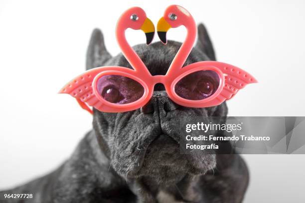 portrait of dog with glasses - flamingo heart fotografías e imágenes de stock