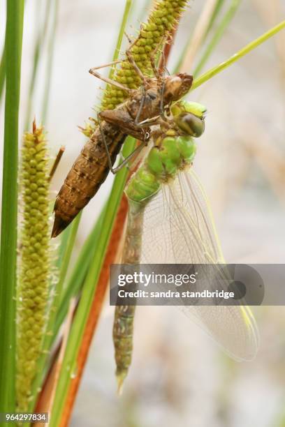 a beautiful emperor dragonfly (anax imperator) perching on its exuvium that it has just emerged from in the reeds. - anax imperator stock-fotos und bilder