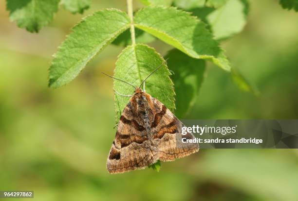 a pretty burnet companion moth (euclidia glyphica) perching on a leaf. - papillon de nuit photos et images de collection