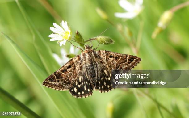 a pretty mother shipton moth (euclidia mi) perching on a stitchwort wildflower. - papillon de nuit photos et images de collection