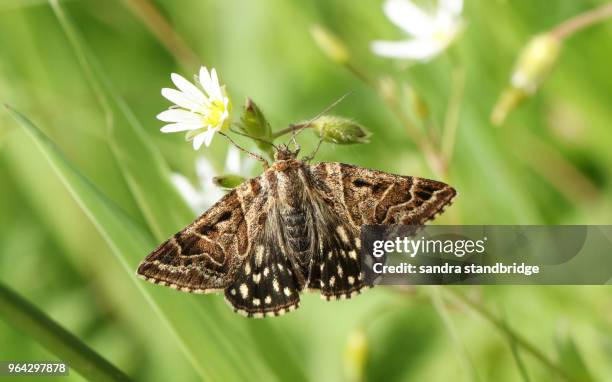 a pretty mother shipton moth (euclidia mi) perching on a stitchwort wildflower. - moth - fotografias e filmes do acervo