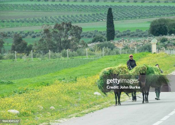 farmer and mules near volubilis, morocco - moulay idriss photos et images de collection