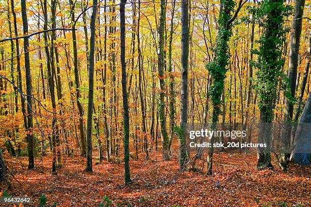 trees in autumn - parc naturel de la zone volcanique de la garrotxa photos et images de collection